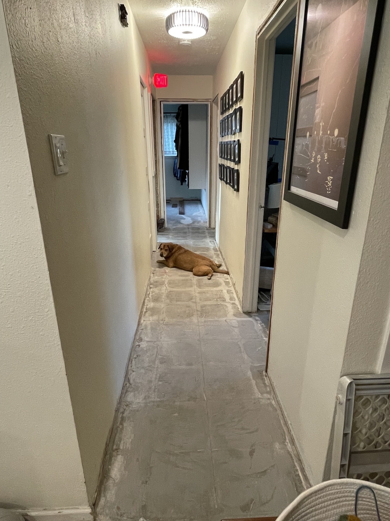 Main hallway free of tile with Chuck, the dog, looking at the camera while laying on the ground