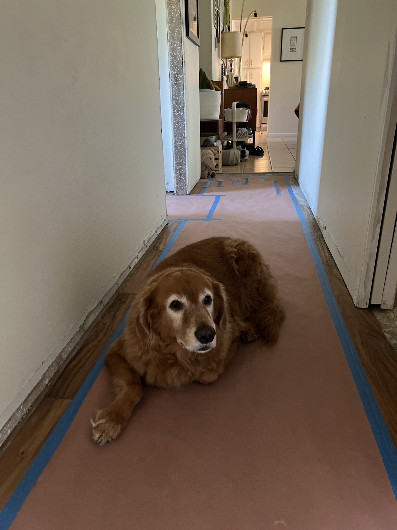 Bones, a golden retriever, lays on the floor looking upset that his house is in disarray